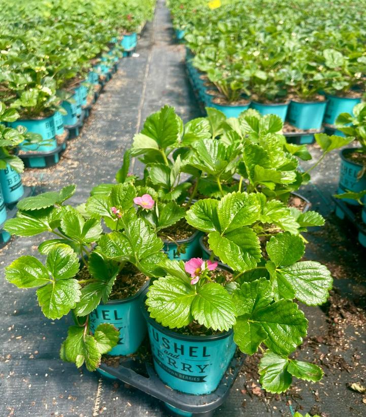 Fragaria x ananassa Rosy Belle™