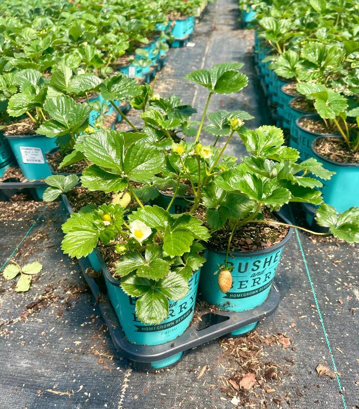 Fragaria ananassa Snowy Belle™