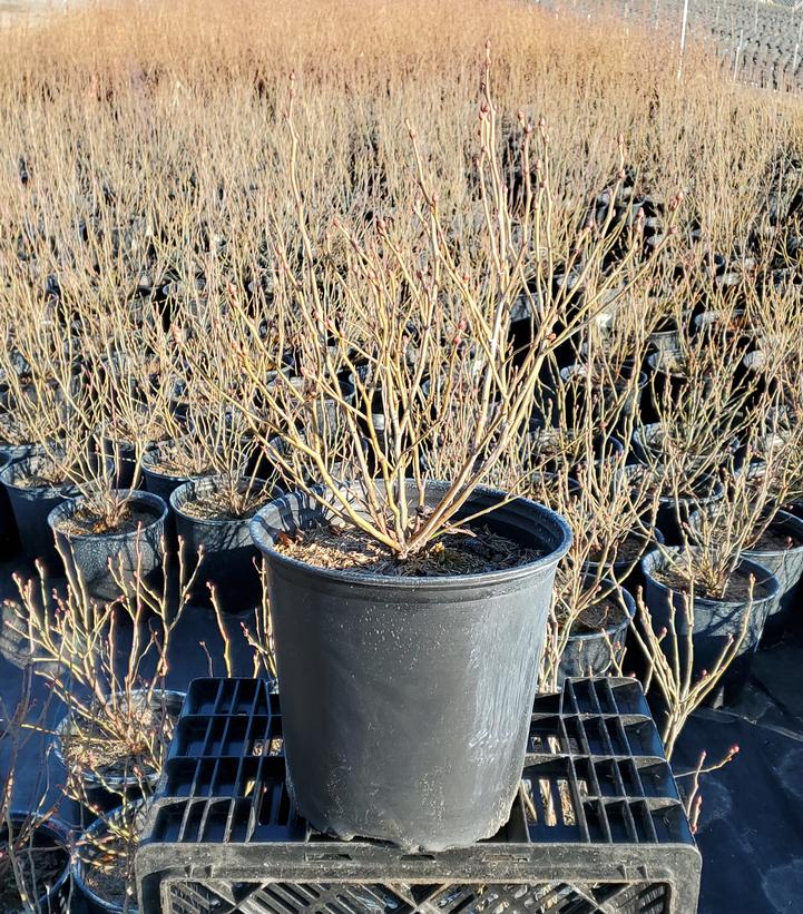 Vaccinium corymbosum 'Polaris'