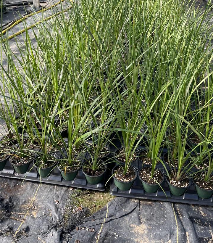 Dracena 