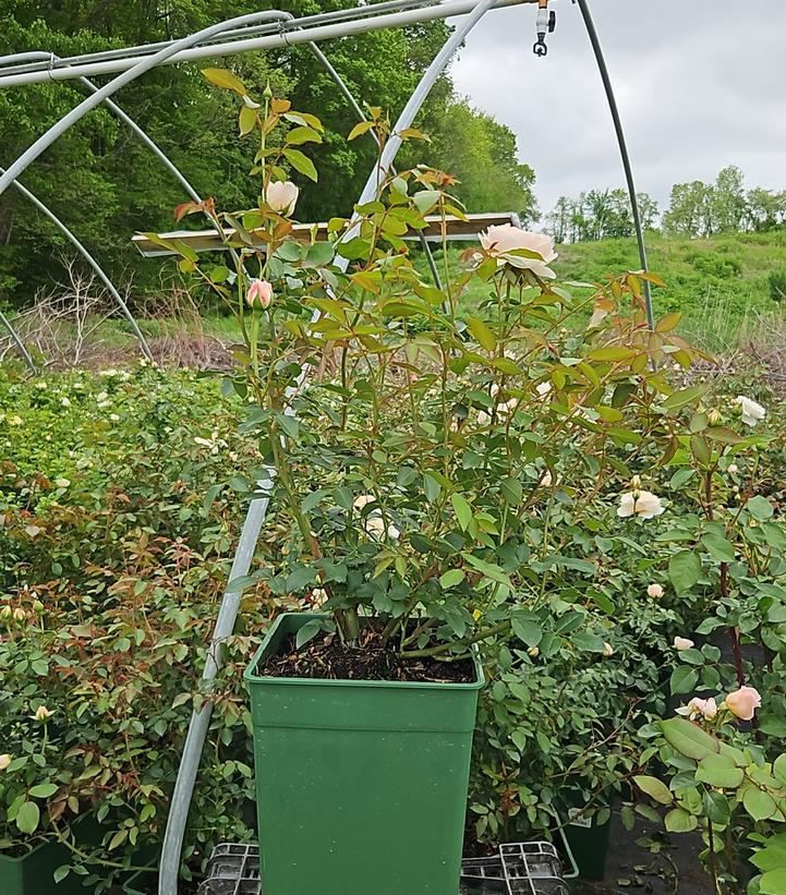 Rosa Lichfield Angel