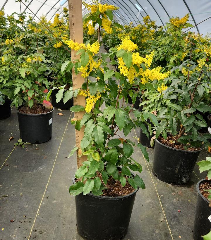 Mahonia aquifolium 