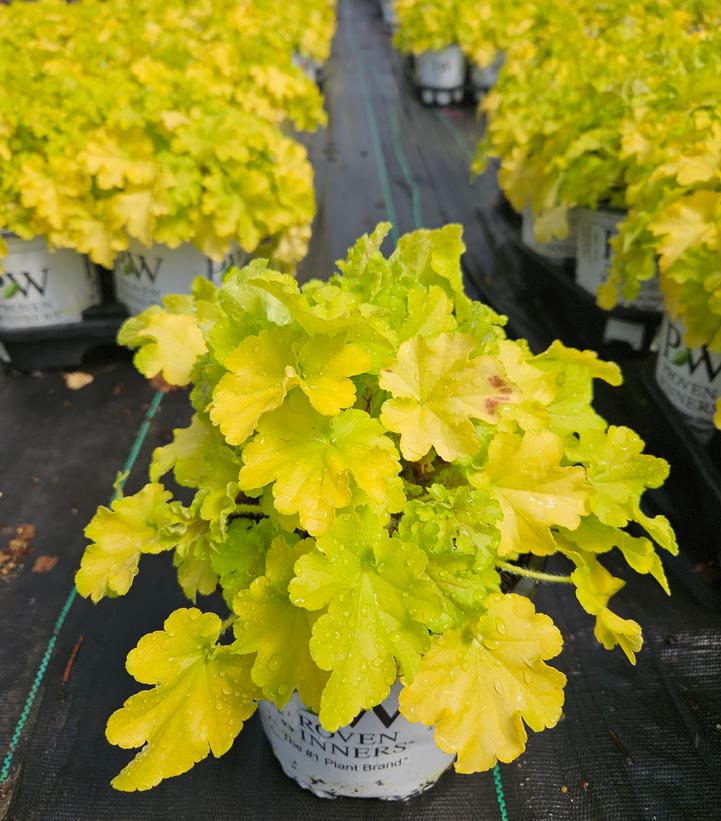 Heuchera hybrid Dolce® Dolce® 'Apple Twist'