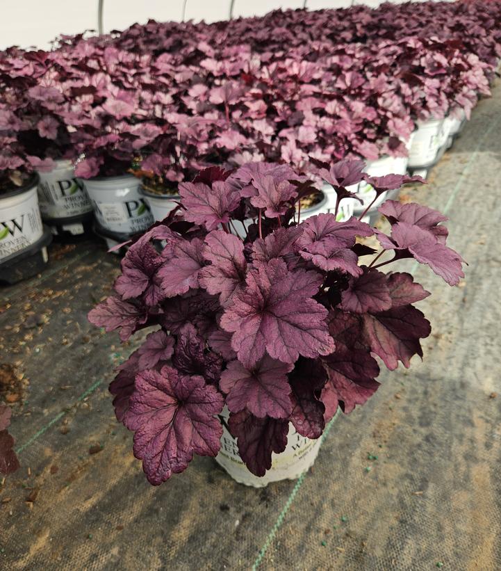 Heuchera hybrid Dolce® Dolce® 'Wildberry'