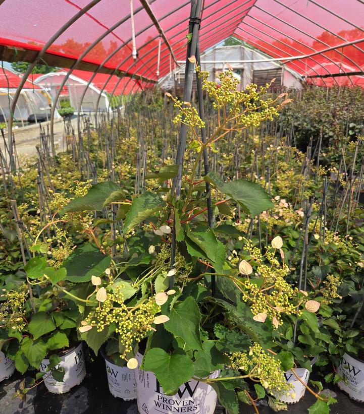 Schizophragma hyd. Rose Sensation™