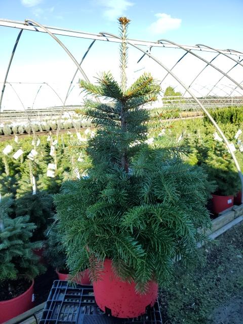 Abies nordmanniana 