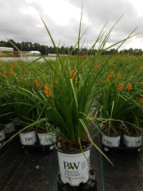 Kniphofia Pyromania® Pyromania® 'Orange Blaze'