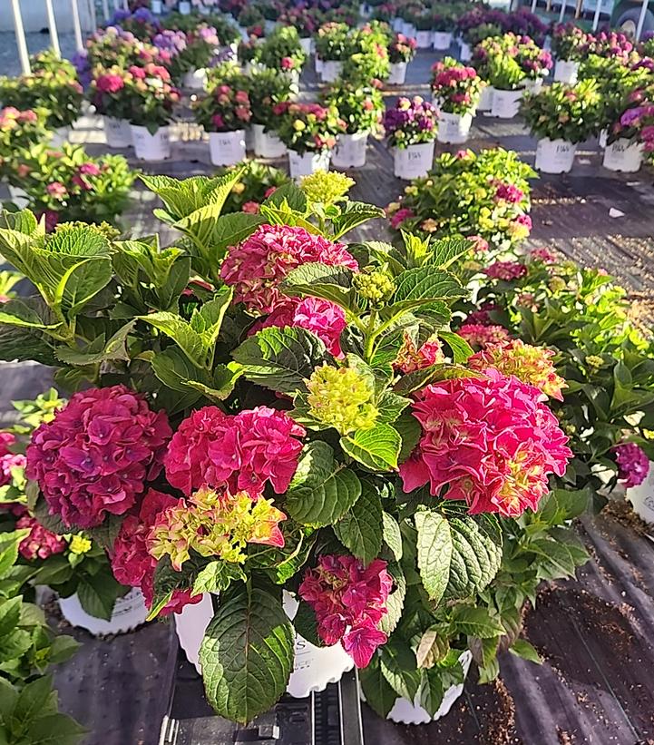 Hydrangea macrophylla Wee Bit Grumpy®