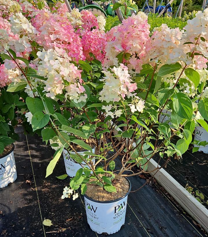Hydrangea paniculata Fire Light®