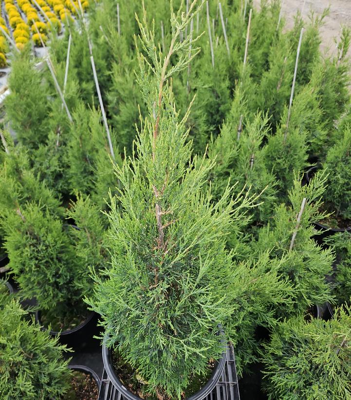 Juniperus virginiana 'Taylor'