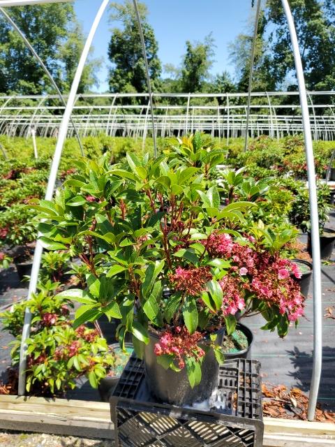 Kalmia latifolia 'Firecracker'