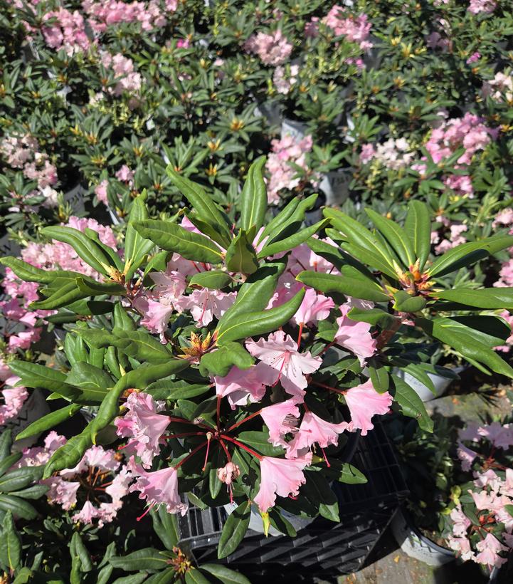 Rhododendron x Dandy Man Color Wheel®