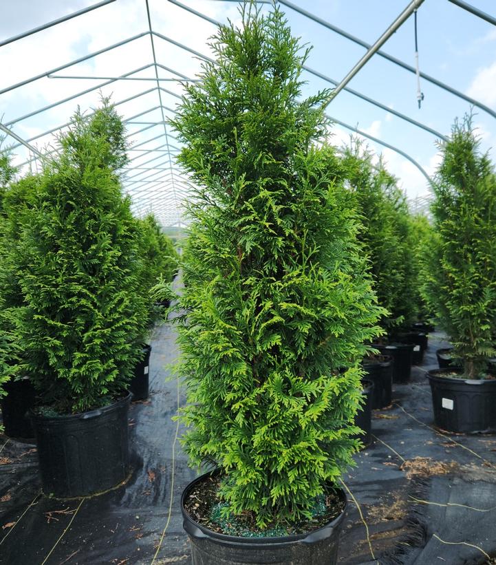 Thuja x plicata 'Junior Giant'