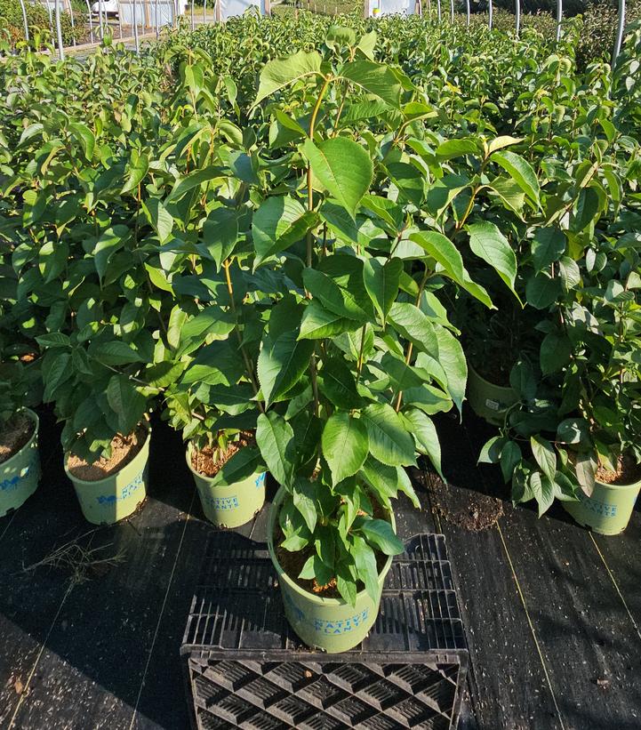 Viburnum lentago 
