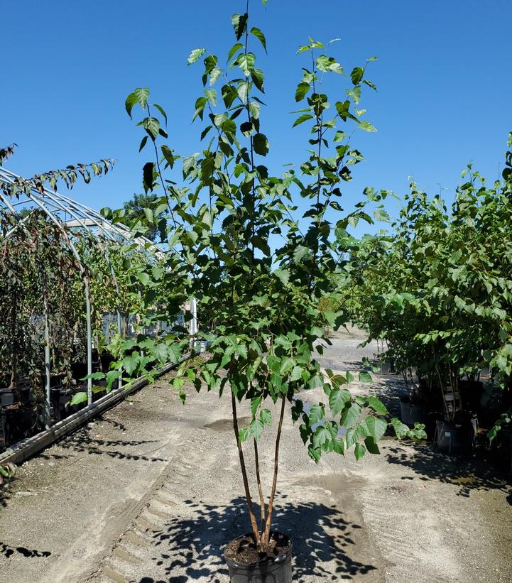 Betula papyrifera 