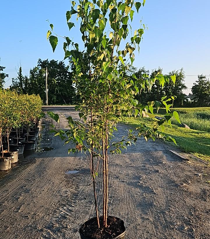 Betula populifolia 'Whitespire'