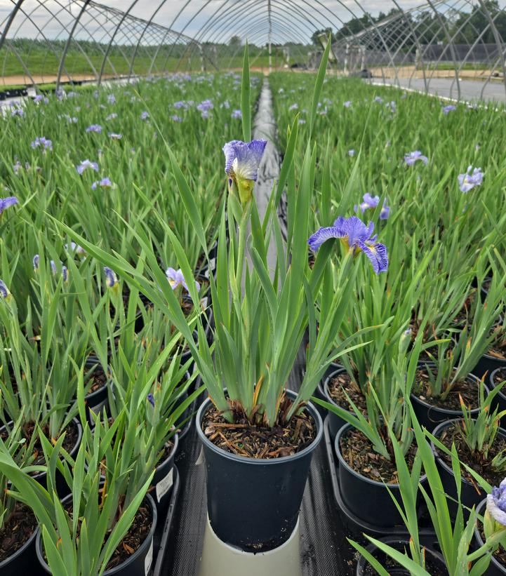 Iris sibirica 'Cape Cod Boys'