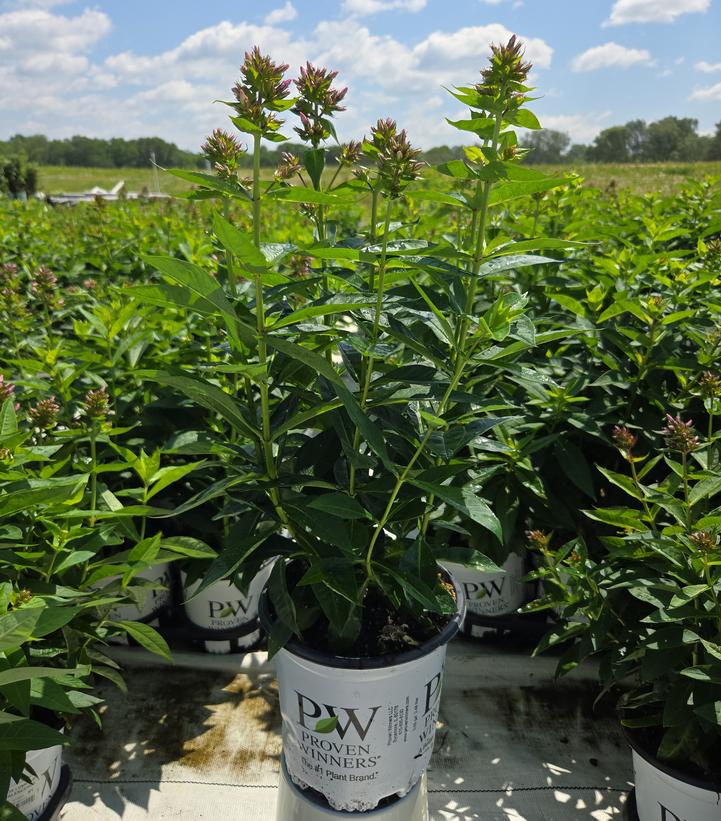 Phlox paniculata Luminary™ 'Opalescence'