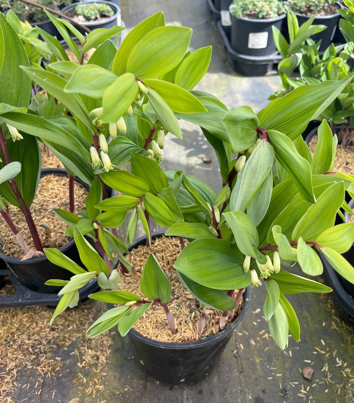 Polygonatum odoratum 'Ruby Slippers'