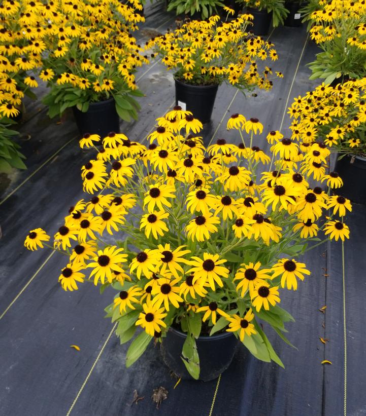 Rudbeckia x 'American Gold Rush'