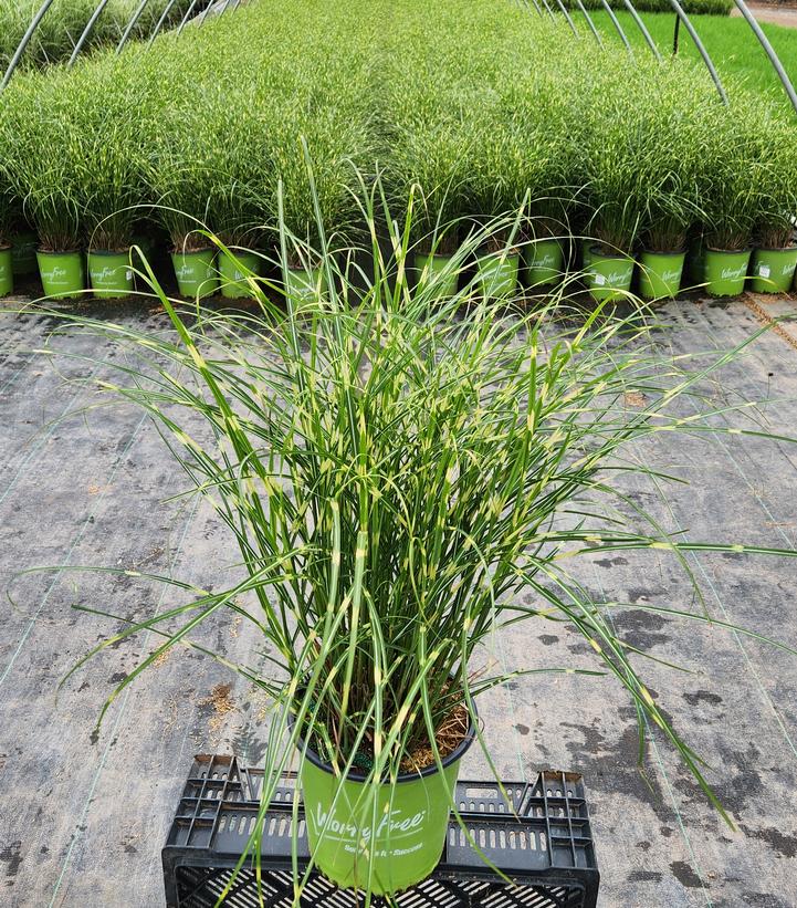 Miscanthus sinensis Bandwidth