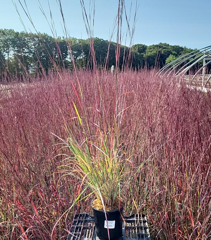 Schizachyrium scoparium The Blues