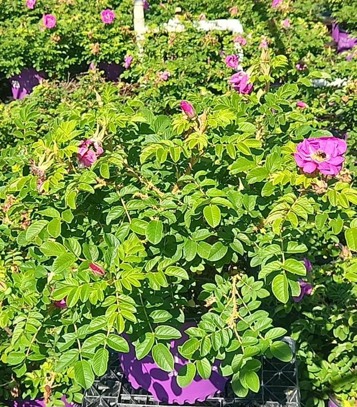 Rosa rugosa Lotty's Love™