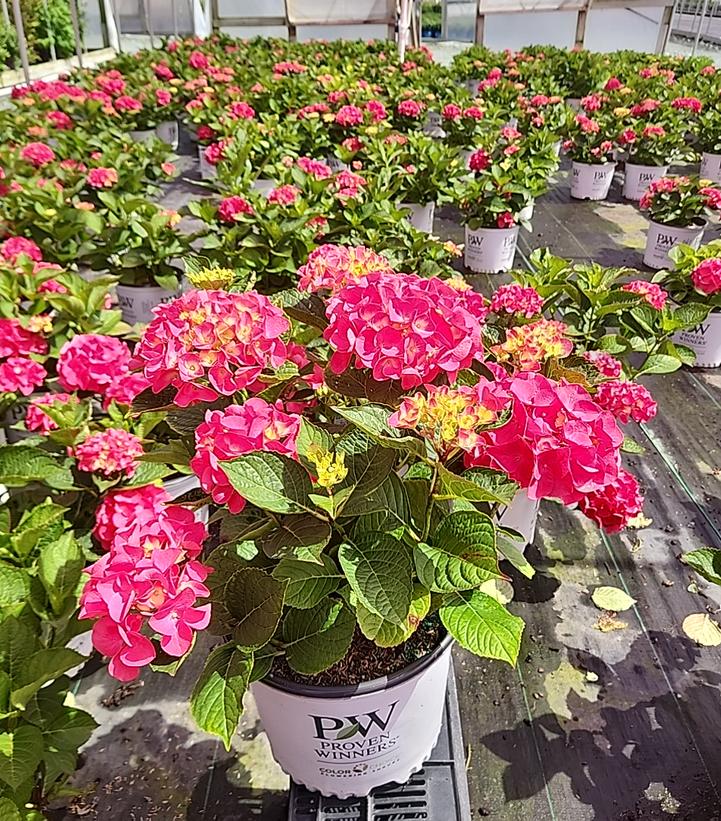 Hydrangea macrophylla Wee Bit Giddy®