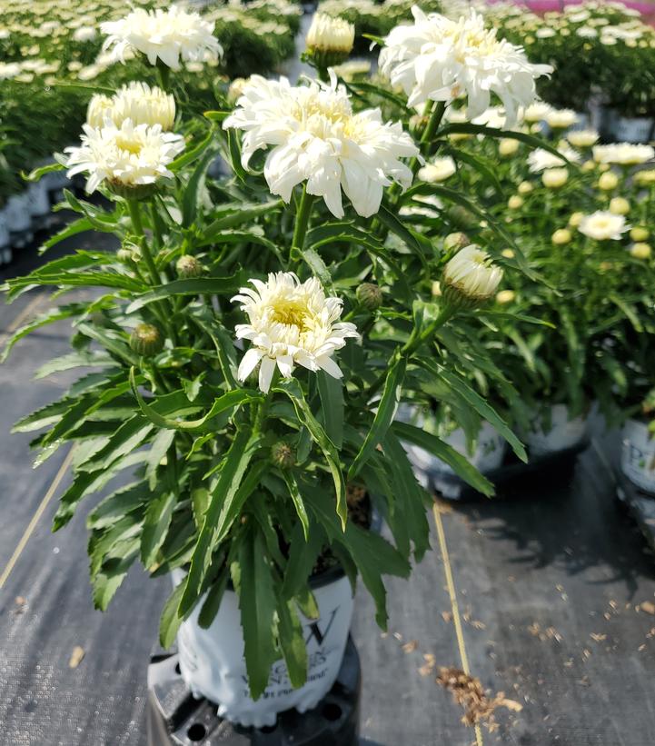 Leucanthemum superbum Amazing Daisies® 'Marshmallow'