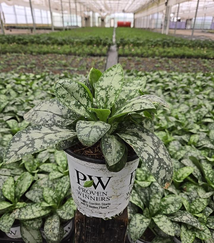 Pulmonaria hybrid 'Spot On'