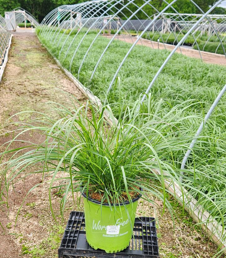 Pennisetum alopecuroides Cayenne™