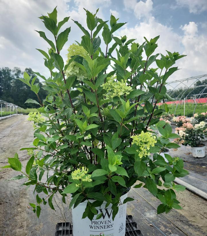 Hydrangea paniculata Quick Fire Fab®