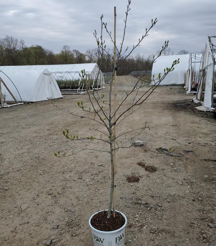 Crataegus crus-galli var. inermis Crusader®