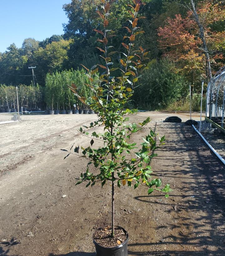 Malus X 'Prairiefire'
