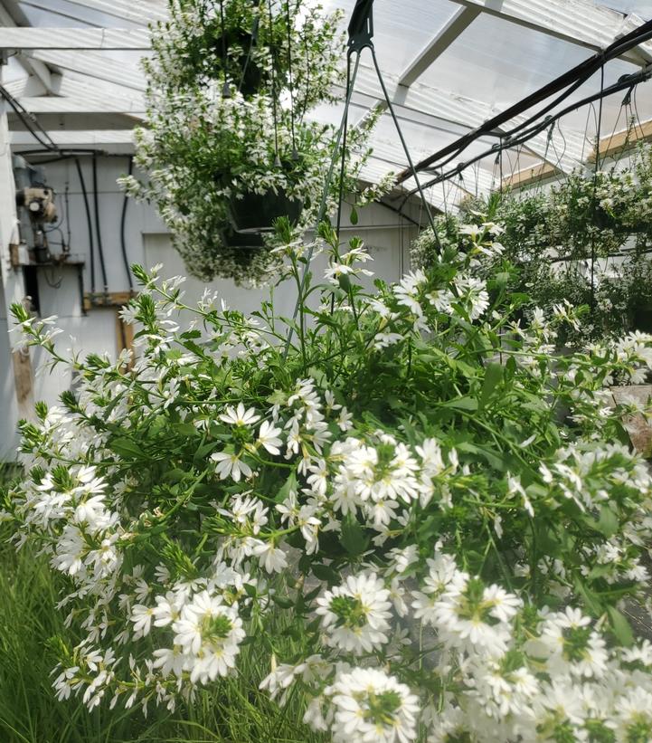Scaevola Scampi White