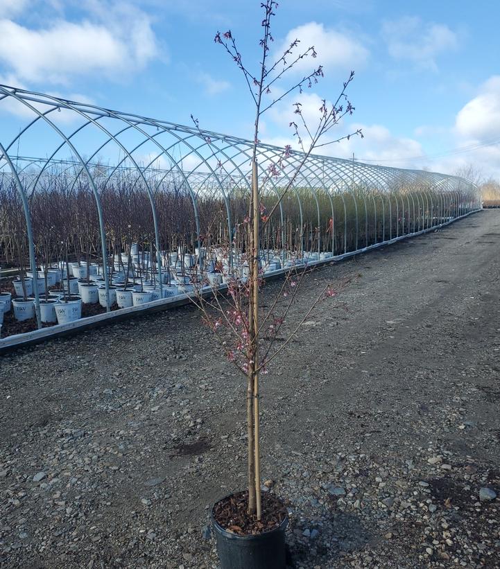 Prunus yedoensis 'Okame'