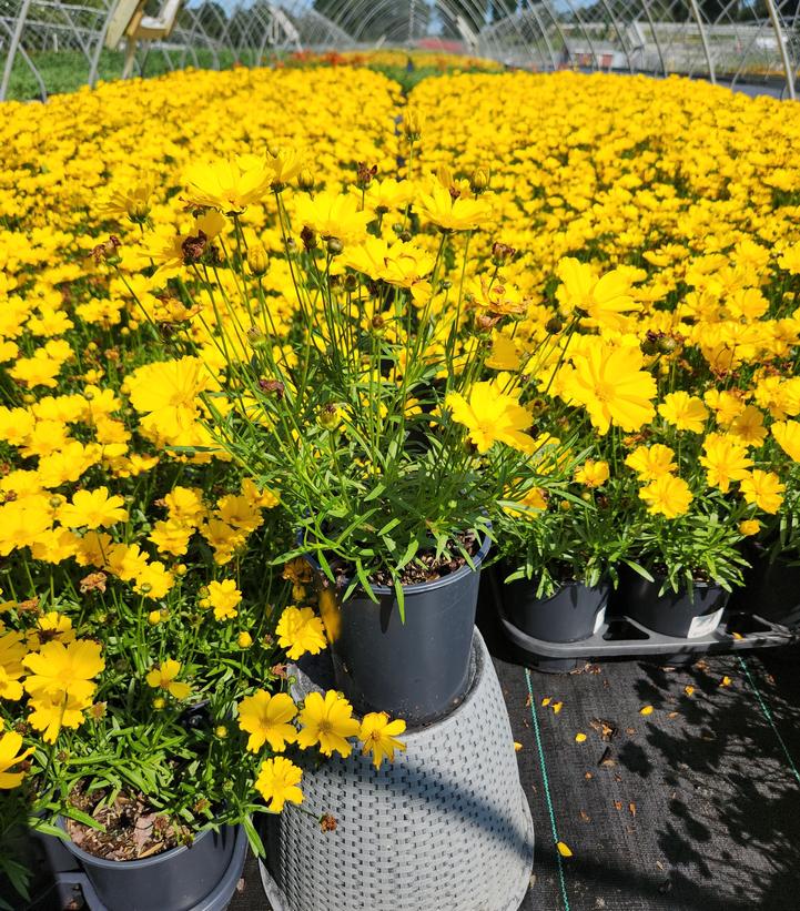 Coreopsis x Li'l Bang™ 'Goldilocks'