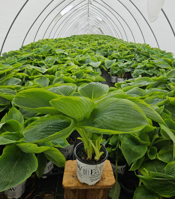 Hosta hybrid Shadowland® Shadowland® Wu-La-La
