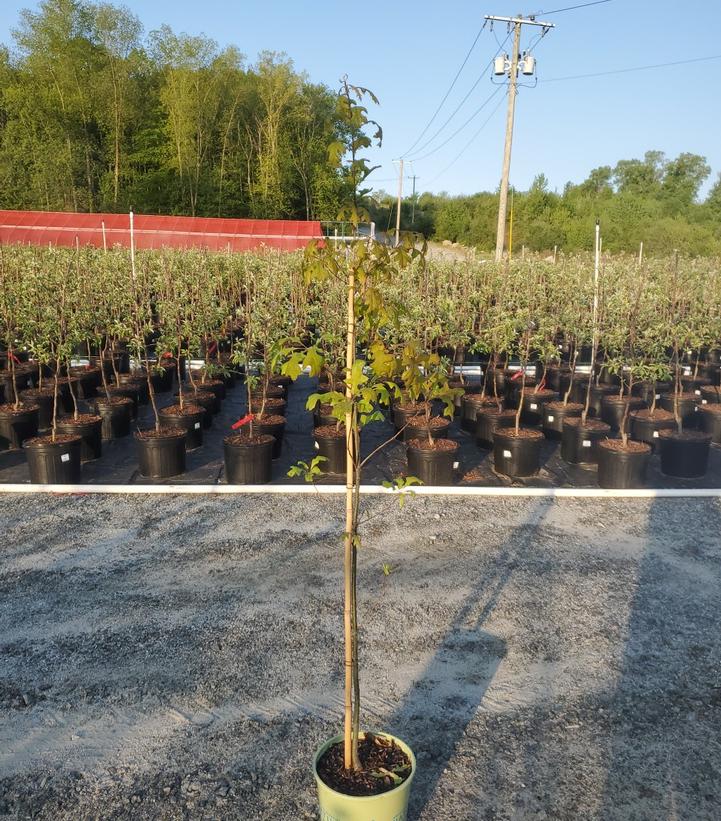 Quercus palustris 
