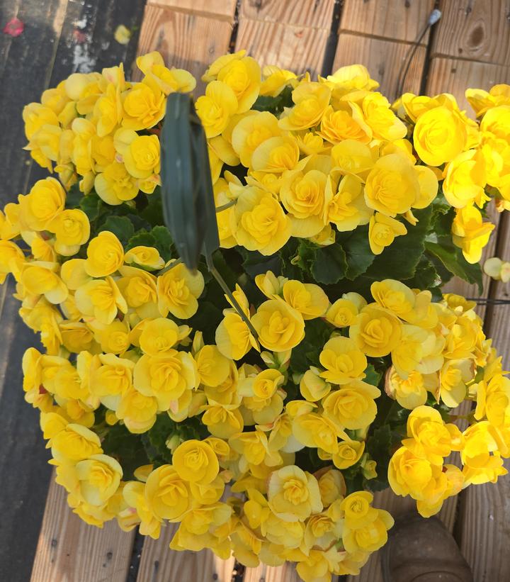 Begonia Rieger