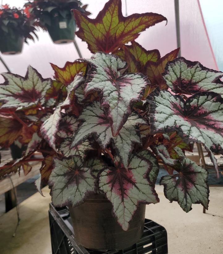 BEGONIA REX ASST - 10`` DECO 