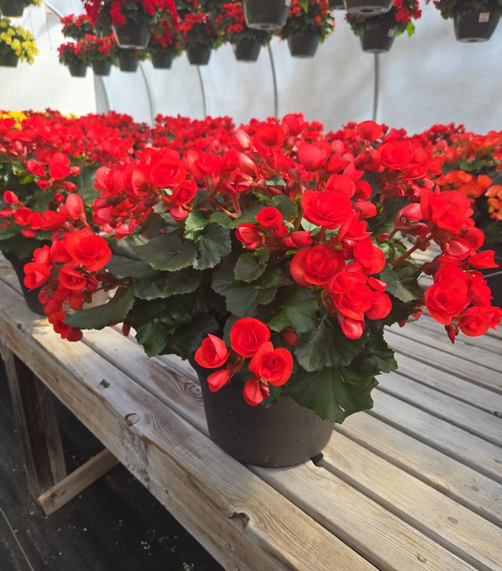 Begonia Rieger