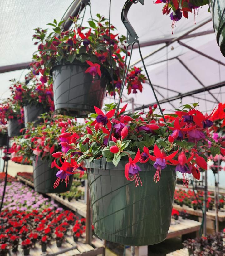 Fuchsia 