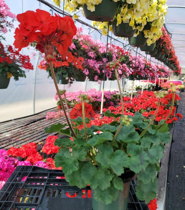 Geranium Zonal