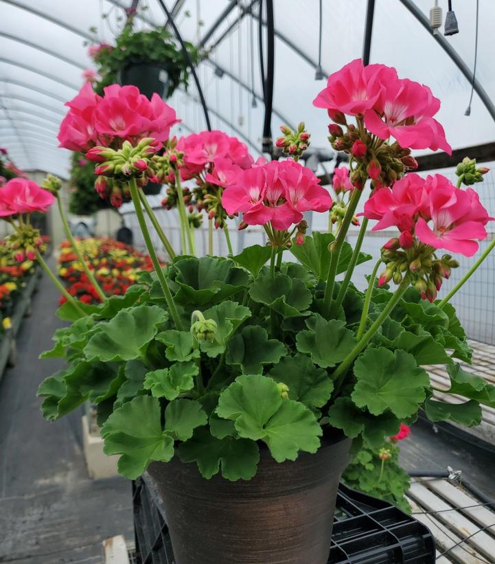 Geranium Zonal