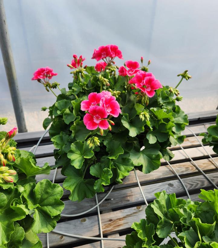 Geranium Calliope® Assorted selections