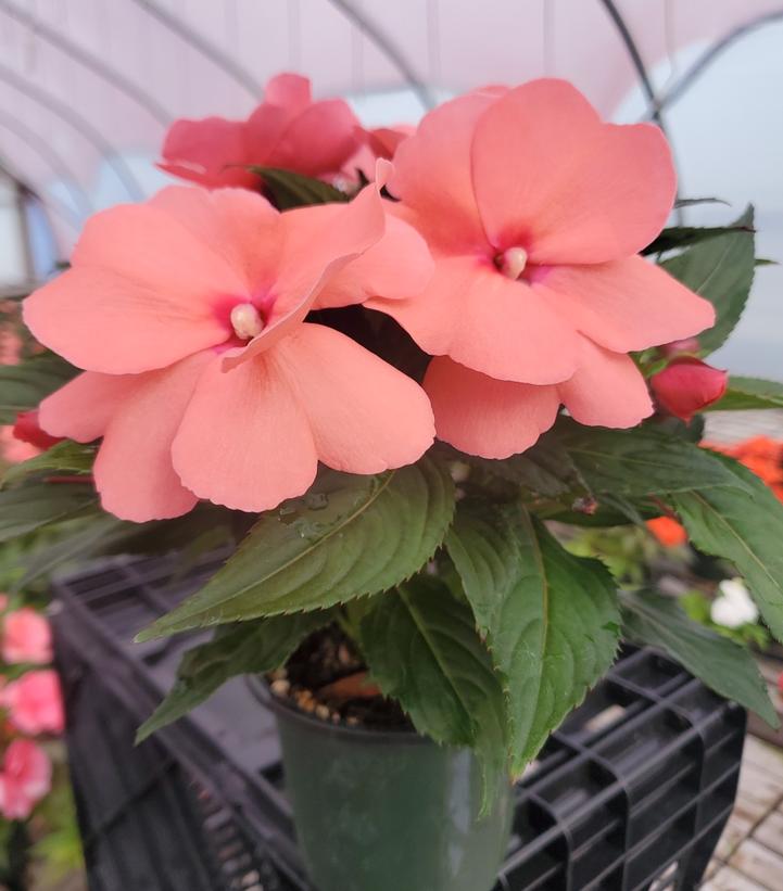 New Guinea Impatiens Assorted Mix