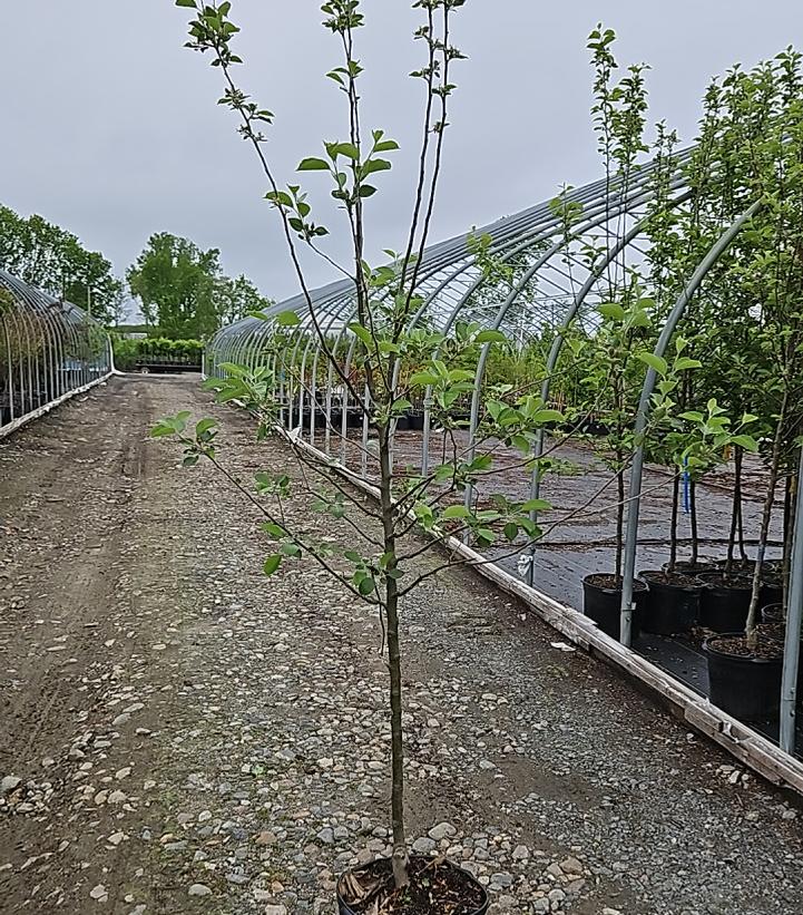 Malus 'Freedom'
