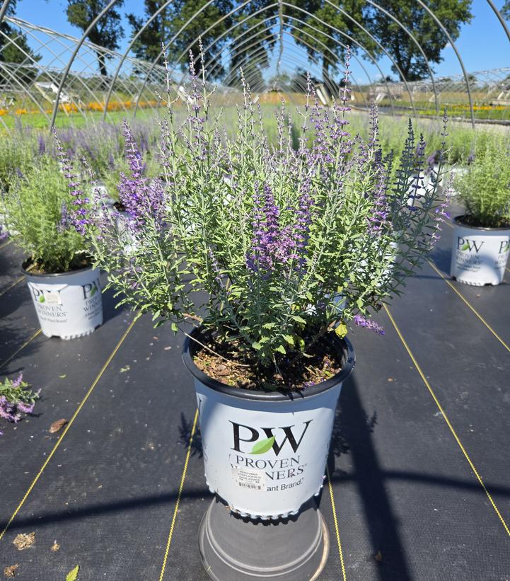 Perovskia atriplicifolia 'Sage Advice'