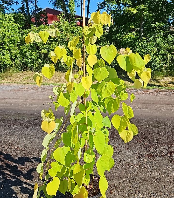 Cercis canadensis Golden Falls®